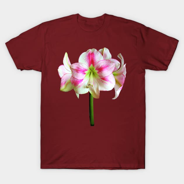 Pink and White Amaryllis T-Shirt by SusanSavad